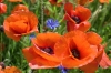 Файл=DSC08989.jpg
Объём=137KB
Размеры=1000x669
Дата=Июнь 07, 2011 DSC08989.jpg