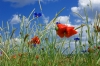 DSC09001.jpg