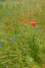 DSC09002.jpg