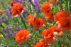 Файл=DSC09007.jpg
Объём=231KB
Размеры=1000x669
Дата=Июнь 07, 2011 DSC09007.jpg
