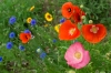 Файл=DSC09018.jpg
Объём=172KB
Размеры=1000x669
Дата=Июнь 07, 2011 DSC09018.jpg