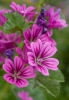 Файл=DSC09019.jpg
Объём=184KB
Размеры=900x1286
Дата=Июнь 07, 2011 DSC09019.jpg