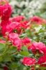 DSC09020.jpg