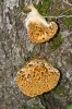 DSC09254.jpg