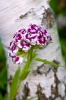 Файл=DSC09287.jpg
Объём=231KB
Размеры=900x1344
Дата=Июнь 15, 2011 DSC09287.jpg