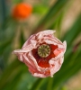 Файл=DSC09304.jpg
Объём=162KB
Размеры=900x998
Дата=Июнь 15, 2011 DSC09304.jpg