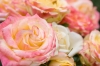 DSC09305.jpg