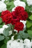 DSC09306.jpg