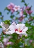 Файл=DSC09329.jpg
Объём=138KB
Размеры=900x1276
Дата=Авг 31, 2011 DSC09329.jpg