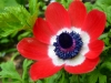 Файл=P1010266.jpg
Объём=246KB
Размеры=1100x825
Дата=Май 04, 2011 P1010266.jpg