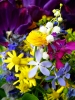 Файл=P1010283.jpg
Объём=312KB
Размеры=1000x1333
Дата=Май 13, 2011 P1010283.jpg