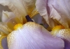 P1010445.jpg
