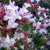abelia.jpg