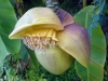 Файл=banan.jpg
Объём=179KB
Размеры=800x600
Дата=Нояб 10, 2008 banan.jpg