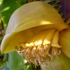 banan3.jpg