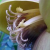 banan5.jpg