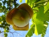Файл=banan_bottom.jpg
Объём=198KB
Размеры=800x600
Дата=Нояб 10, 2008 banan_bottom.jpg