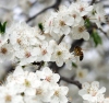 bee.jpg