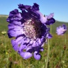 Файл=blau2.jpg
Объём=213KB
Размеры=800x800
Дата=Авг 11, 2008 blau2.jpg