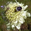 Файл=bumblbee.jpg
Объём=126KB
Размеры=700x700
Дата=Авг 11, 2008 bumblbee.jpg