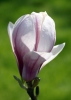 Файл=buton~0.jpg
Объём=224KB
Размеры=800x1124
Дата=Апр 13, 2009 buton~0.jpg