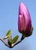 Файл=buton2.jpg
Объём=66KB
Размеры=800x1120
Дата=Апр 13, 2009 buton2.jpg