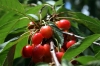 Файл=cheresh.jpg
Объём=130KB
Размеры=1000x669
Дата=Июнь 29, 2009 cheresh.jpg