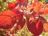 Файл=d_red.jpg
Объём=170KB
Размеры=800x600
Дата=Сент 19, 2006 d_red.jpg