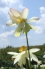 Файл=dinsku.jpg
Объём=137KB
Размеры=800x1195
Дата=Июль 06, 2009 dinsku.jpg