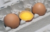 egg.jpg