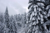 Файл=elki.jpg
Объём=238KB
Размеры=1000x669
Дата=Март 20, 2009 elki.jpg
