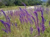 Файл=field.jpg
Объём=271KB
Размеры=800x600
Дата=Авг 01, 2008 field.jpg
