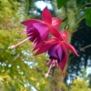 fuksia.jpg