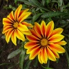 Файл=gazania.jpg
Объём=231KB
Размеры=700x700
Дата=Окт 17, 2008 gazania.jpg