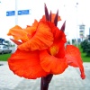 Файл=gerkules.jpg
Объём=163KB
Размеры=700x700
Дата=Окт 02, 2008 gerkules.jpg
