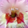 Файл=glasdiolus.jpg
Объём=201KB
Размеры=700x700
Дата=Окт 01, 2008 glasdiolus.jpg