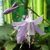 h_ventricosa.jpg