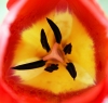 Файл=ieroglif.jpg
Объём=125KB
Размеры=900x856
Дата=Апр 17, 2009 ieroglif.jpg