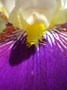 Файл=iiris.jpg
Объём=150KB
Размеры=600x800
Дата=Июнь 03, 2007 iiris.jpg