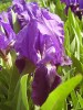 Файл=iris.jpg
Объём=218KB
Размеры=600x800
Дата=Апр 29, 2007 iris.jpg