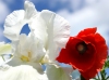 Файл=iris_mak.jpg
Объём=111KB
Размеры=800x598
Дата=Май 19, 2009 iris_mak.jpg