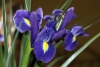 Файл=iriska.jpg
Объём=103KB
Размеры=800x536
Дата=Фев 23, 2009 iriska.jpg