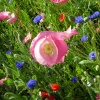Файл=june.jpg
Объём=213KB
Размеры=700x700
Дата=Июнь 18, 2008 june.jpg