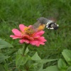 Файл=kolibri.jpg
Объём=134KB
Размеры=700x700
Дата=Окт 01, 2008 kolibri.jpg
