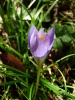 Файл=krokus3.jpg
Объём=131KB
Размеры=600x800
Дата=Окт 20, 2008 krokus3.jpg
