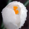 Файл=krrokus.jpg
Объём=56KB
Размеры=700x700
Дата=Март 30, 2009 krrokus.jpg