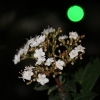 Файл=luna.jpg
Объём=109KB
Размеры=800x800
Дата=Март 17, 2009 luna.jpg
