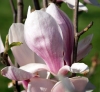 Файл=magnolia~0.jpg
Объём=209KB
Размеры=900x835
Дата=Апр 13, 2009 magnolia~0.jpg