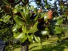 Файл=magnolia.jpg
Объём=194KB
Размеры=800x600
Дата=Нояб 12, 2008 magnolia.jpg
