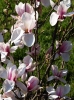 Файл=magnolia2.jpg
Объём=372KB
Размеры=800x1068
Дата=Апр 13, 2009 magnolia2.jpg